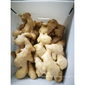 China bulk fresh mature ginger